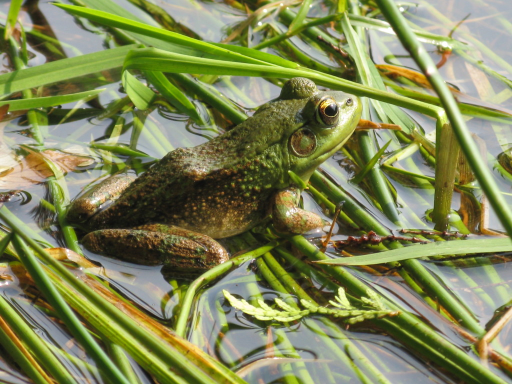 Share wonder and good news with kids. Too many problems can be paralyzing.