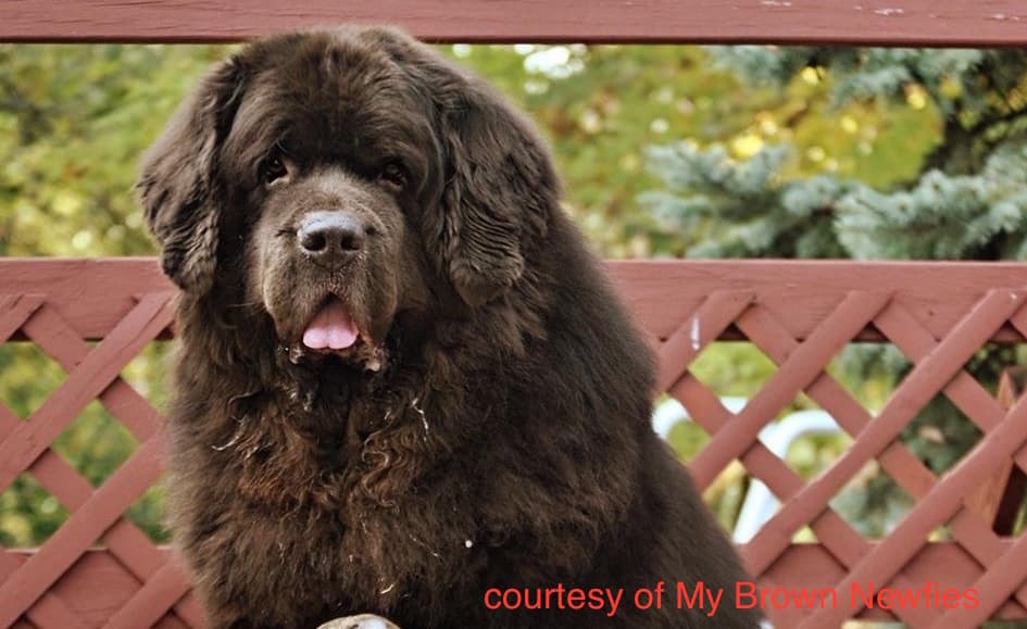 Newfie-pumpkin-MBN-credit-smaller